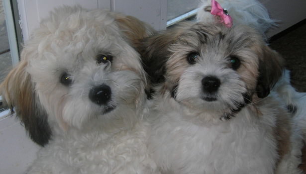 dog zuchon